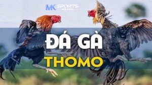 Giới thiệu về đá gà Thomo MKSports thú vị