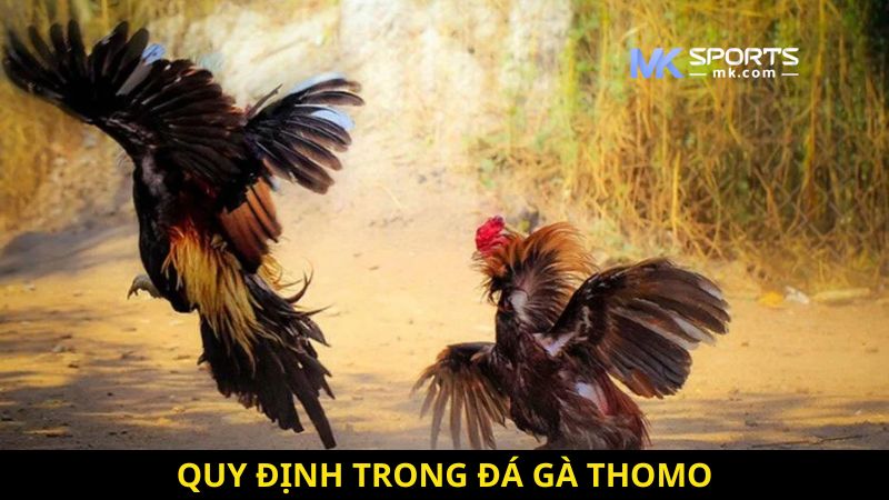 Quy định trong đá gà Thomo MKSports