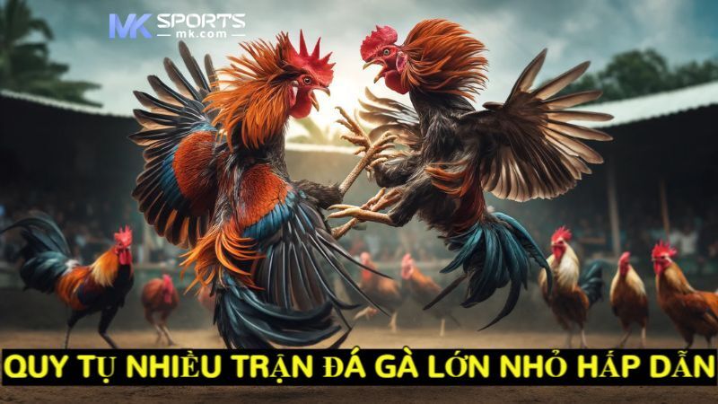 Quy tụ nhiều trận đá gà lớn nhỏ hấp dẫn